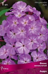 Флокс Андрэ метельчатый 1шт