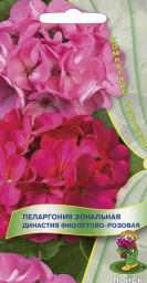 Пеларгония зональная Династия Фиолетово-розовая 5шт Поиск
